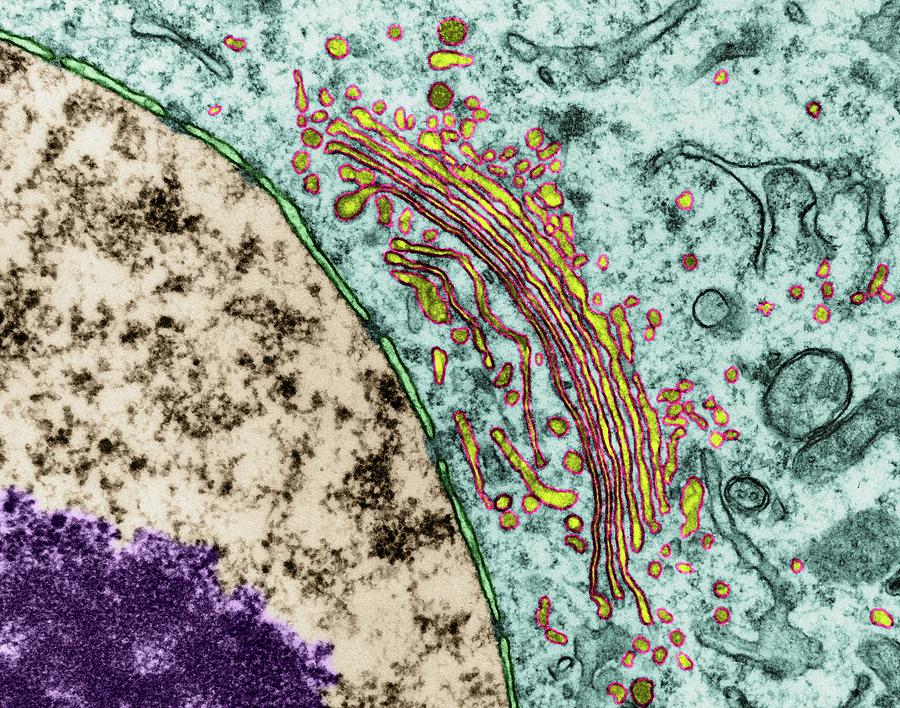 Golgi Apparatus And Photograph by Dennis Microscopy/science Library - Pixels
