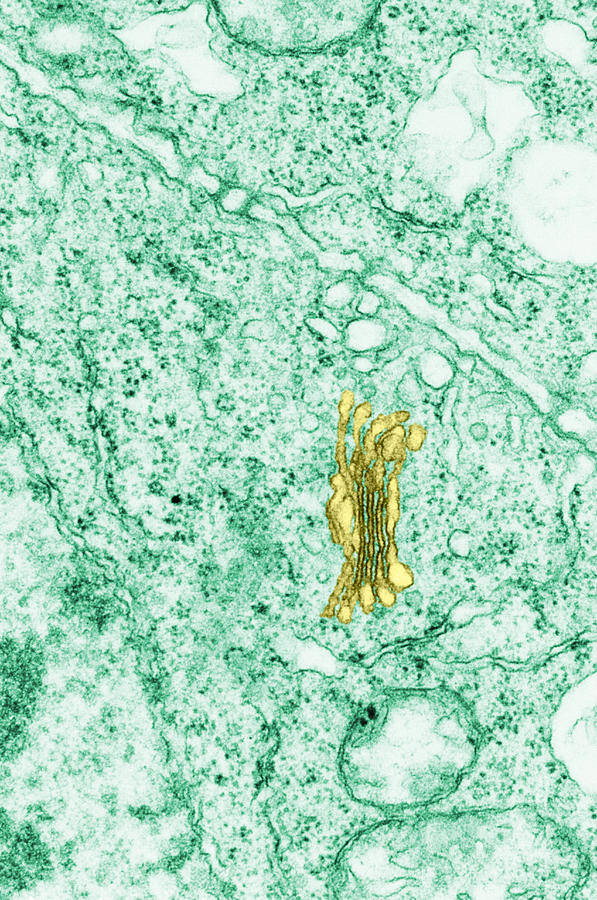 Golgi Apparatus Tem #1 Photograph by Biology Pics