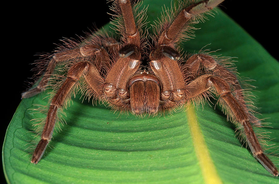 Goliath Bird-eating Spider #1 Photograph by Simon D. Pollard