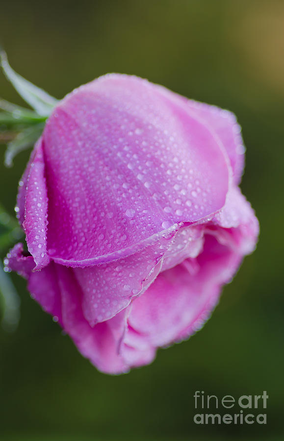 Rose Photograph - Good Morning #1 by Nick Boren