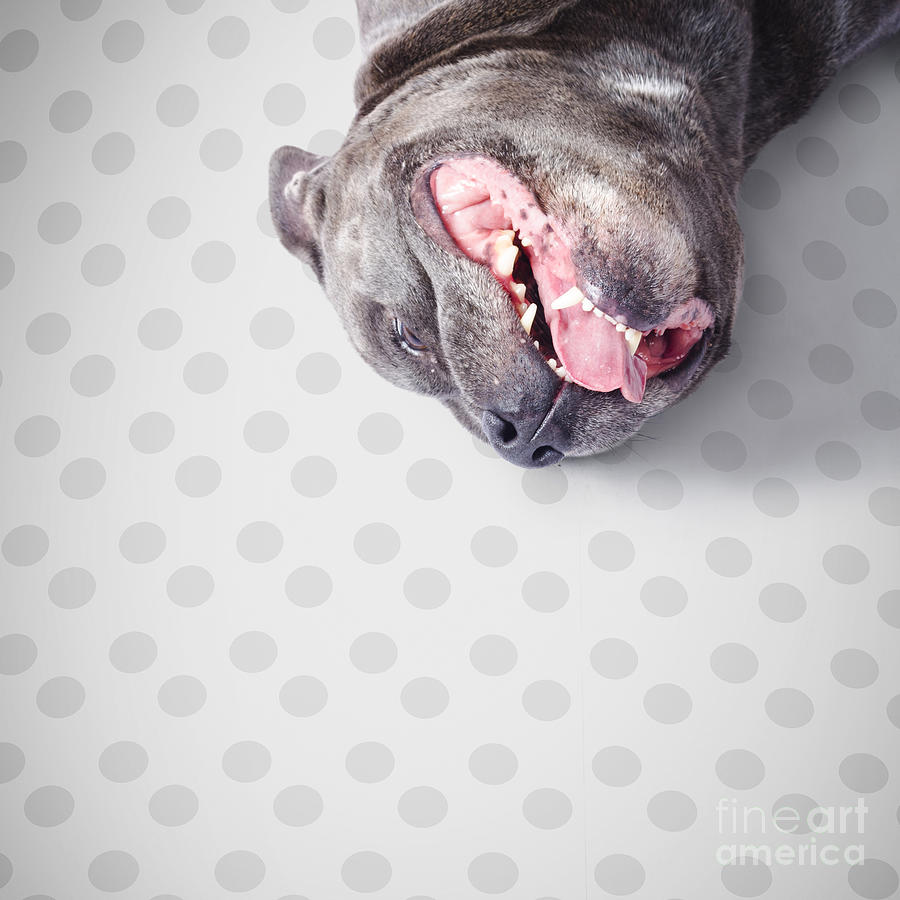 Goofy blue staffie lying on his back Photograph by Jorgo Photography