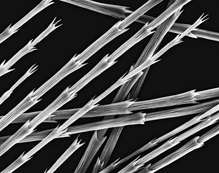 Goose Down Feather Barbules And Tips #1 Photograph by Dennis Kunkel Microscopy/science Photo Library