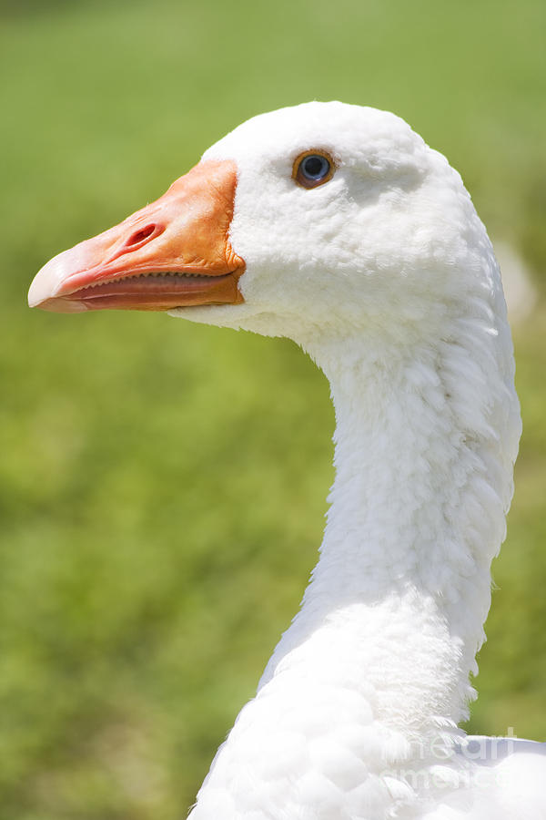 Goose Head #1 Photograph by Jorgo Photography
