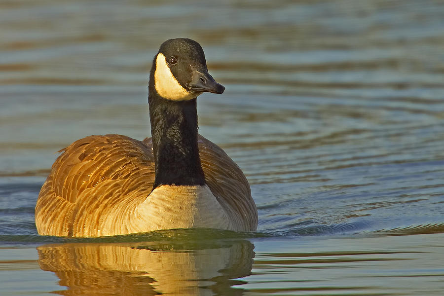 Goose #1 Photograph by Jack Milchanowski