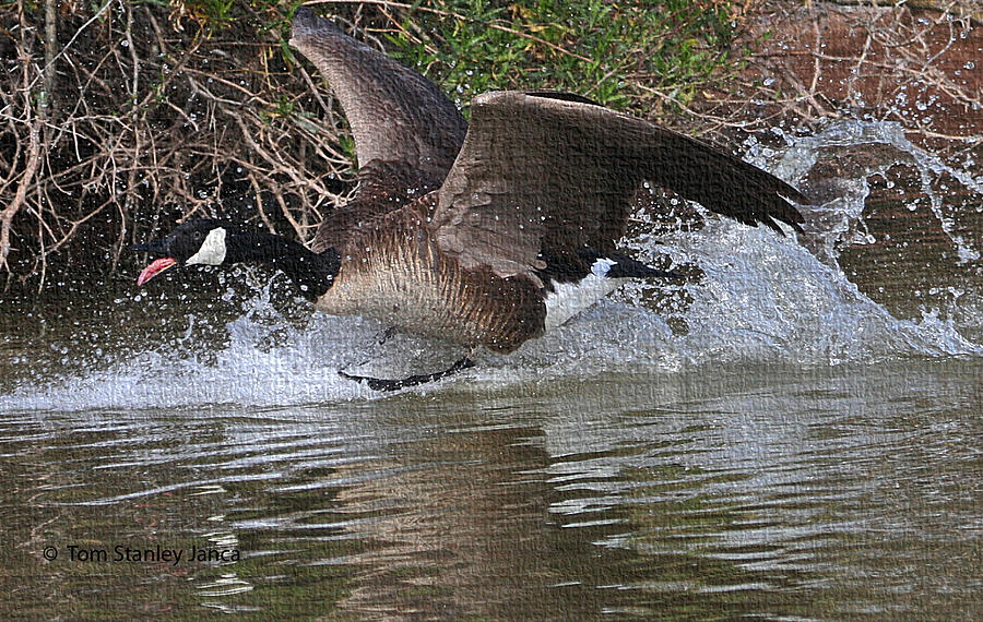 Goose Lift Off #1 Photograph by Tom Janca