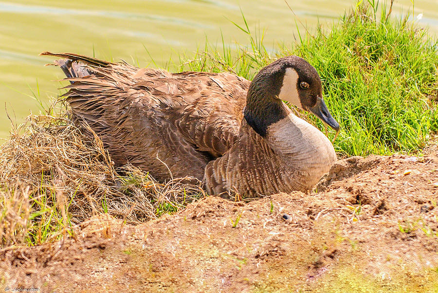 Geese Photograph - Goose Nesting #1 by Bob and Nadine Johnston