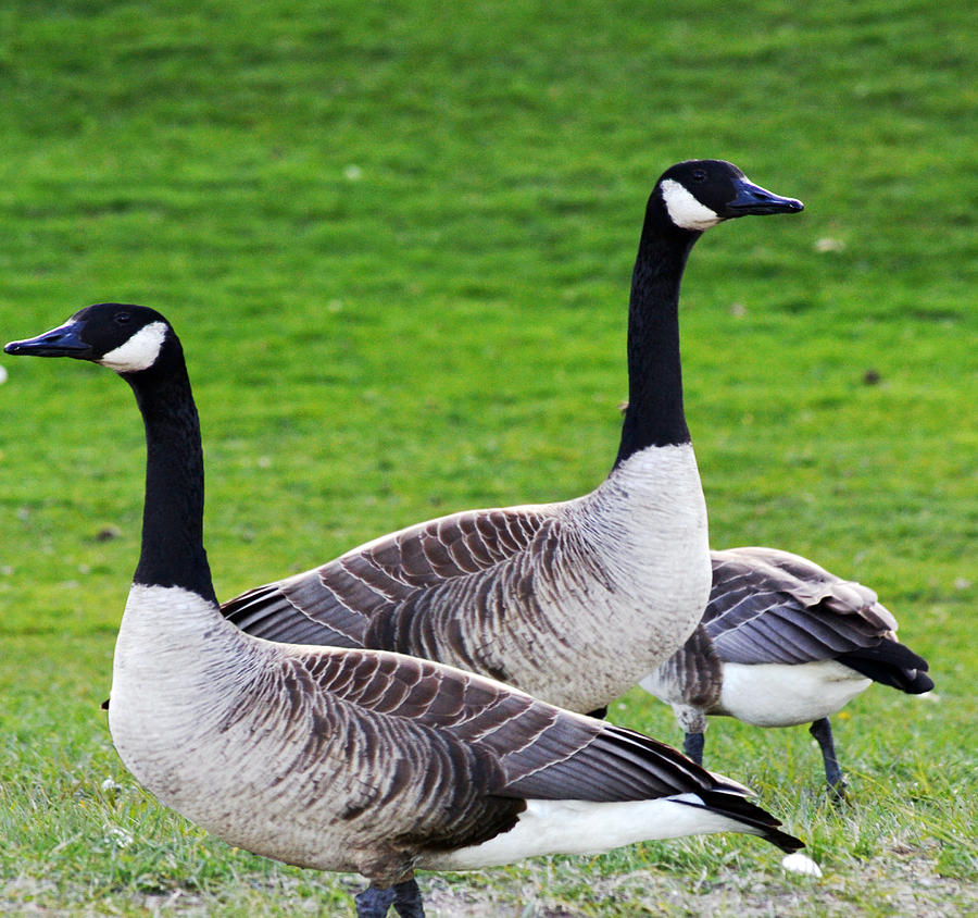 Goose Pose Photograph by Hodari Art Collection - Fine Art America