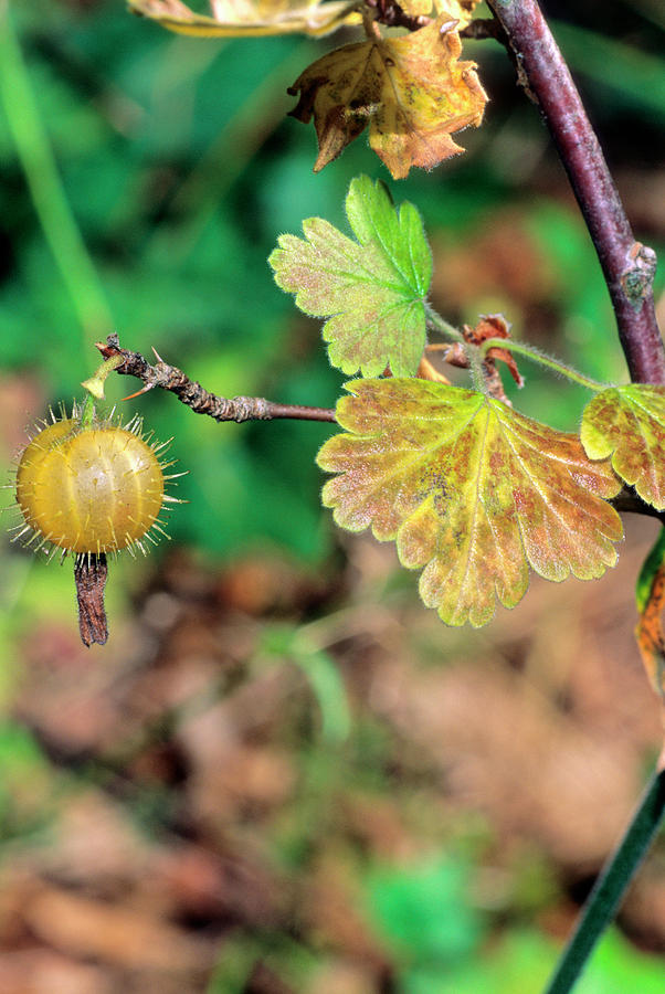 Nature Photograph - Gooseberry (ribes Uva-crispa) #1 by Bruno Petriglia/science Photo Library
