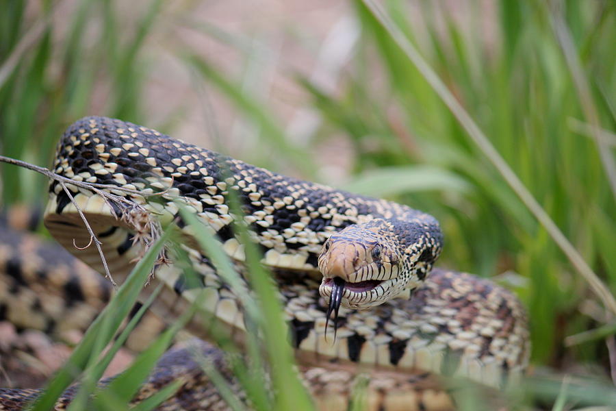 Gopher Snake #1 Photograph by Trent Mallett