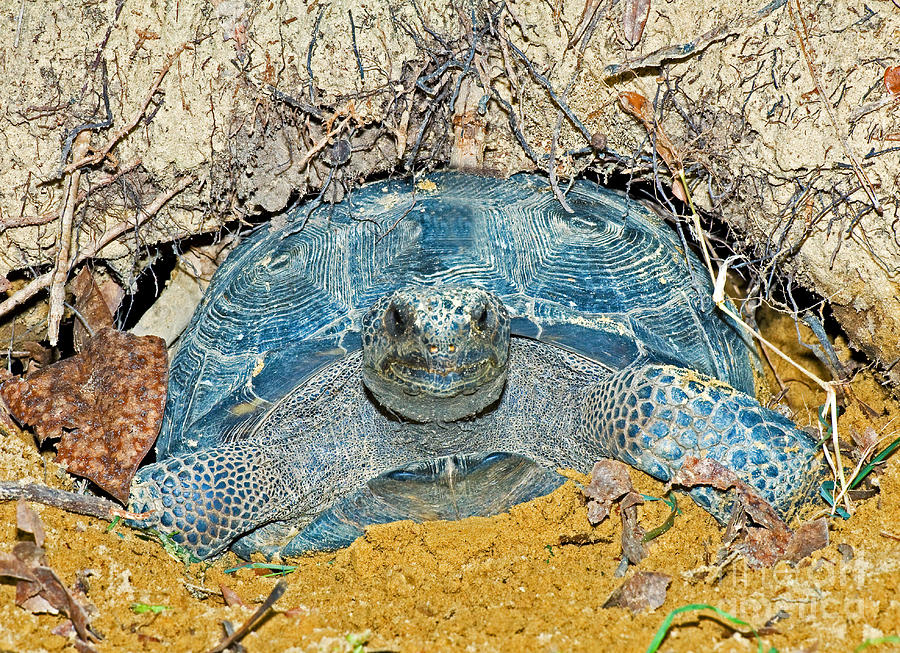 Gopher Tortoise In Burrow #1 Photograph by Millard H. Sharp