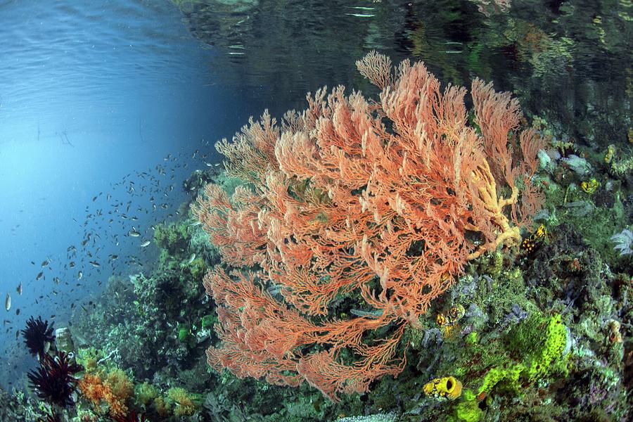 Wildlife Photograph - Gorgonian Sea Fan #1 by Ethan Daniels