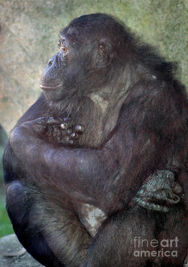 Chimpanzee Portrait Photograph by Karen Adams