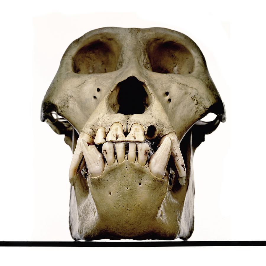 Gorilla Skull #1 Photograph by Ucl, Grant Museum Of Zoology