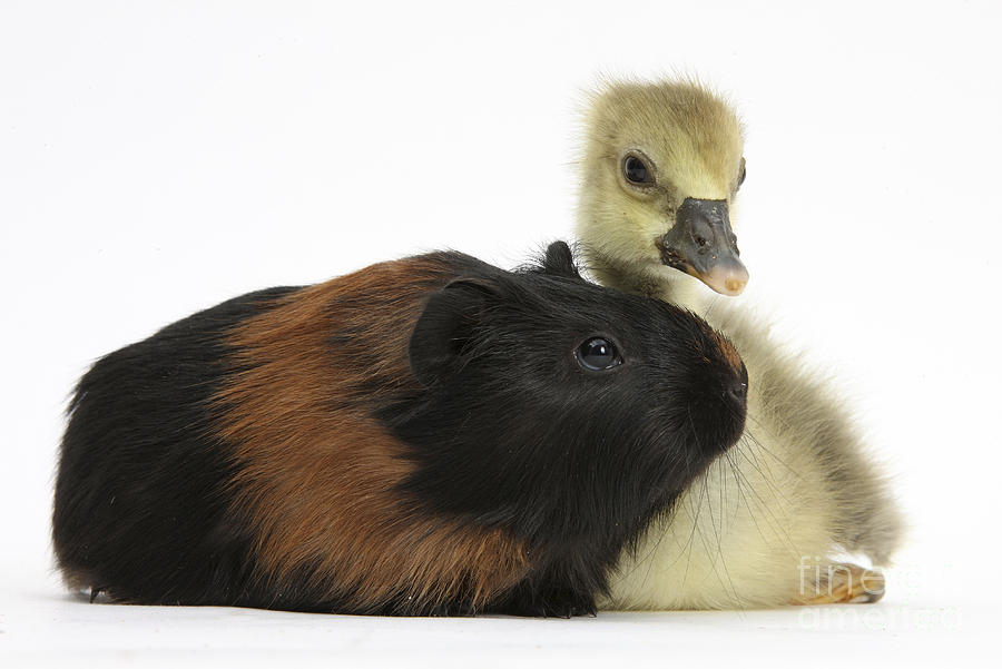 Nature Photograph - Gosling And Baby Guinea Pig #1 by Mark Taylor