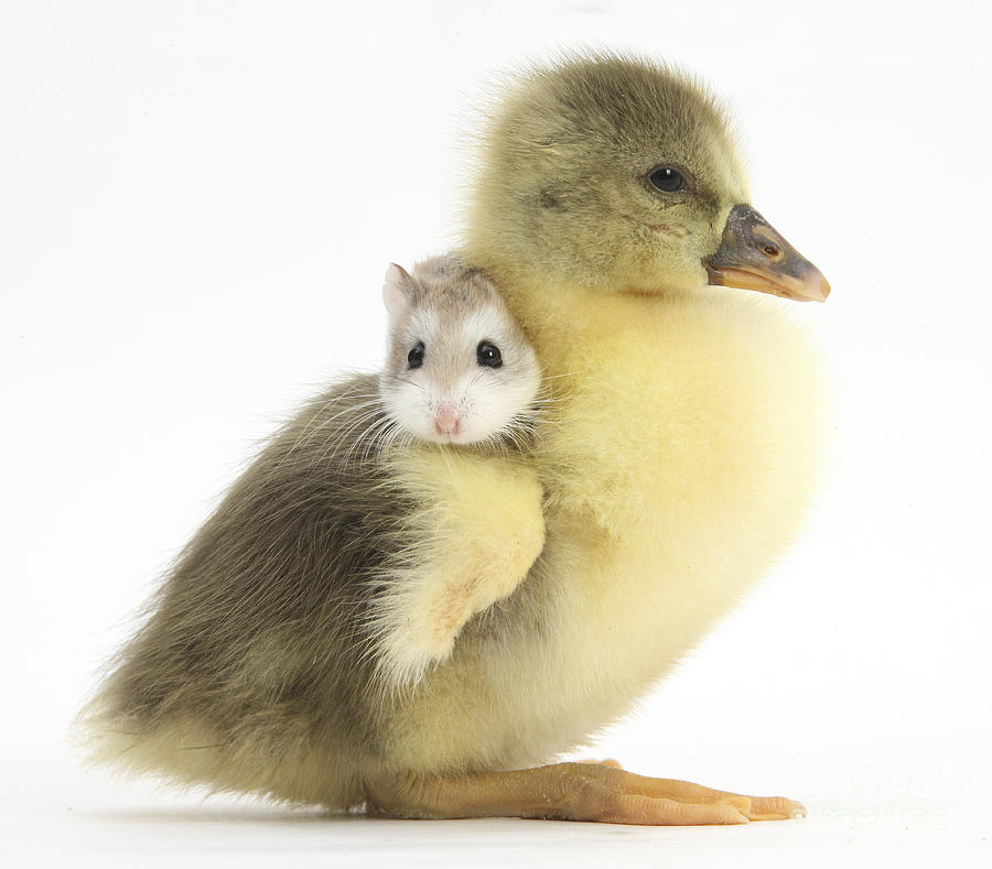 Gosling And Roborovski Hamster #1 Photograph by Mark Taylor