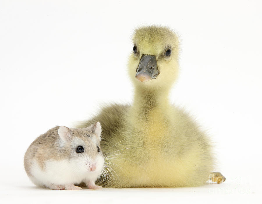Gosling With Roborovski Hamster #1 Photograph by Mark Taylor