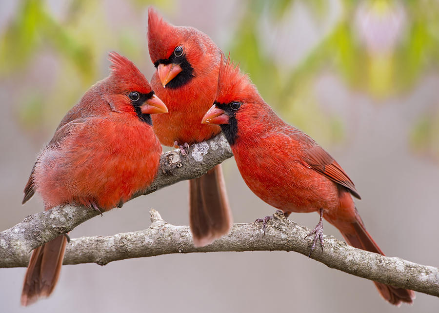Cardinal Photograph - Gossip Session #1 by Bonnie Barry