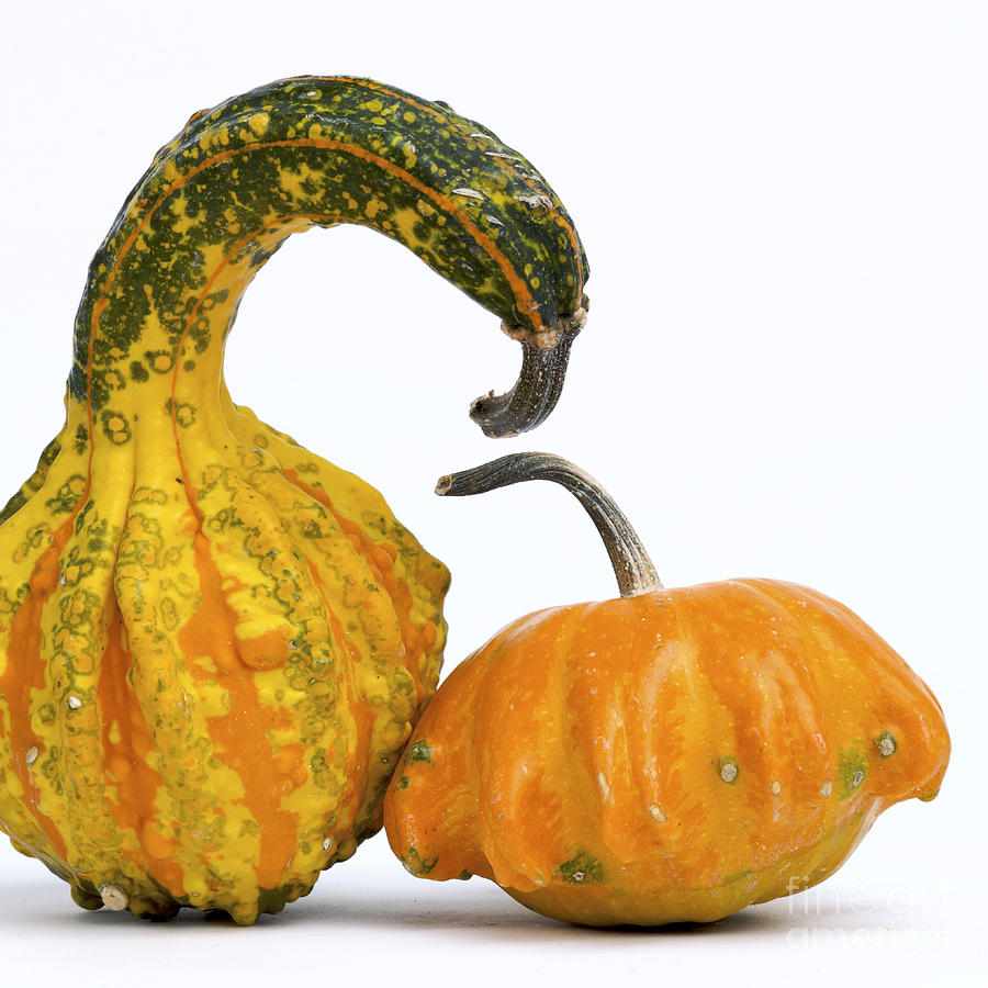 Pumpkin Photograph - Gourds and pumpkins #1 by Bernard Jaubert