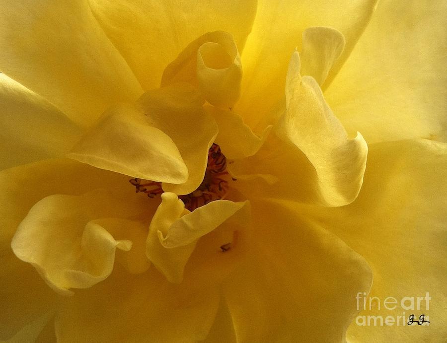 Gracefully Yellow #1 Photograph by Geri Glavis