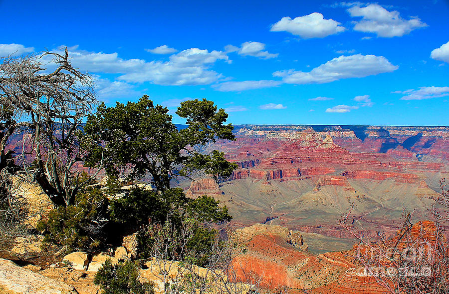 Grand Canyon - South Rim #2 Photograph by Barbara Zahno