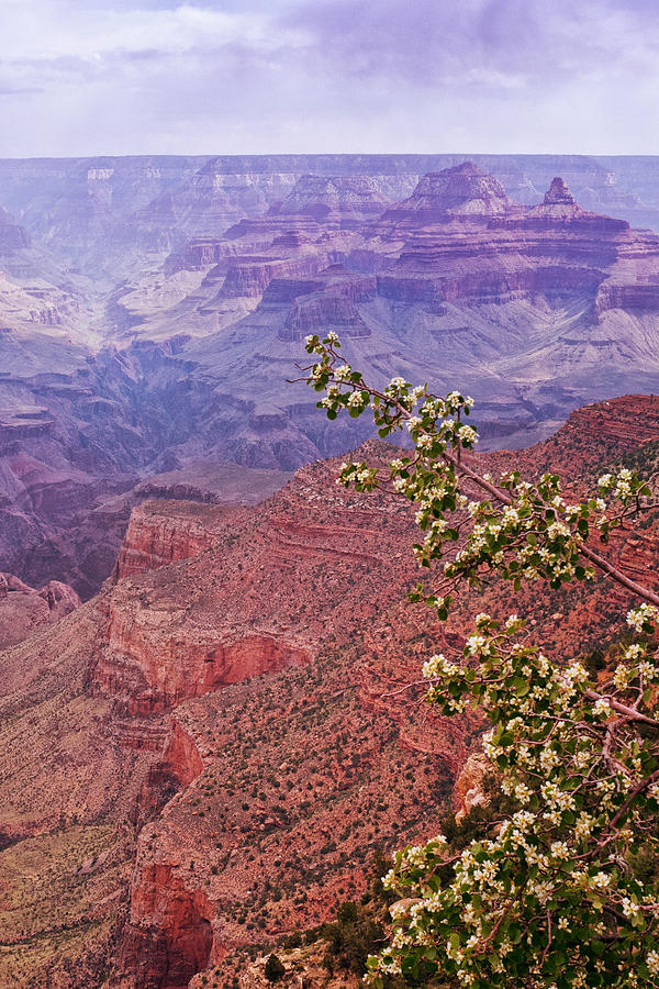 Grand Canyon Flowers #2 Photograph by Tanya Harrison - Pixels