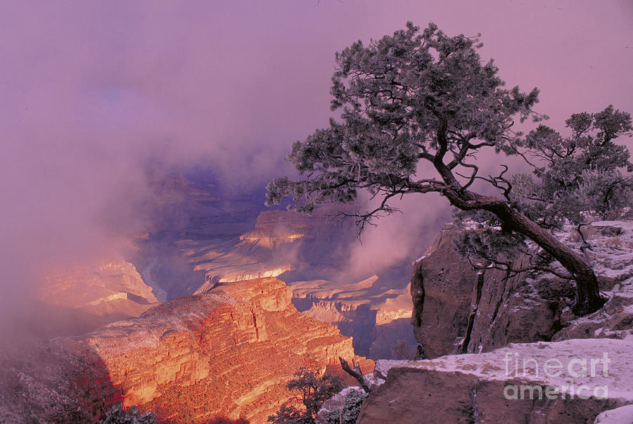 Grand Canyon National Park Photograph by George Ranalli
