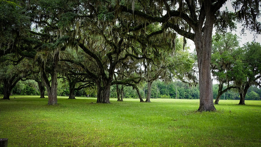Spanish Moss Photograph - Grand daddy Oaks  #1 by Louis Ferreira