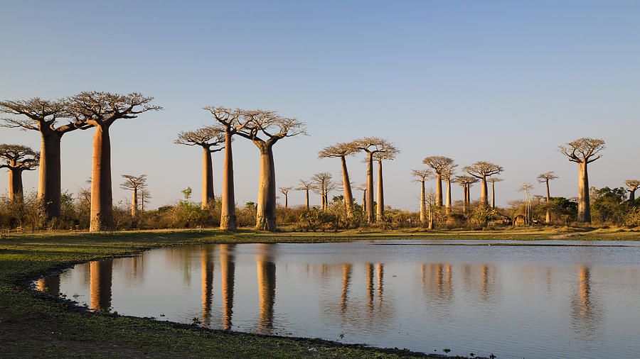 Grandidiers Baobabs Madagascar #1 Photograph by Konrad Wothe