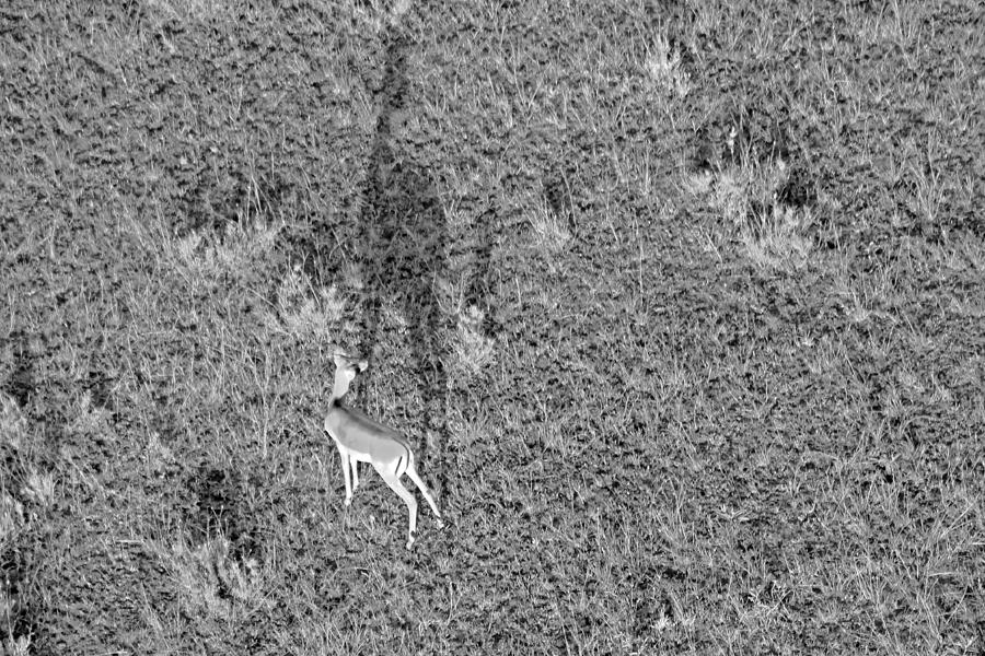 Grants Gazelle #1 Photograph by Tony Murtagh