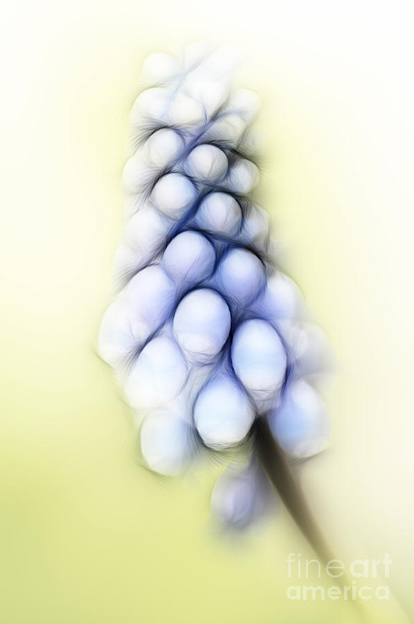 Grape Hyacinth #1 Digital Art by Michal Boubin