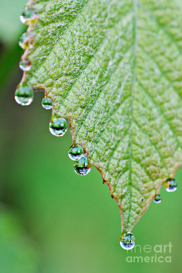 Grape Leaves with Tiny Droplets #1 Photograph by Lila Fisher-Wenzel
