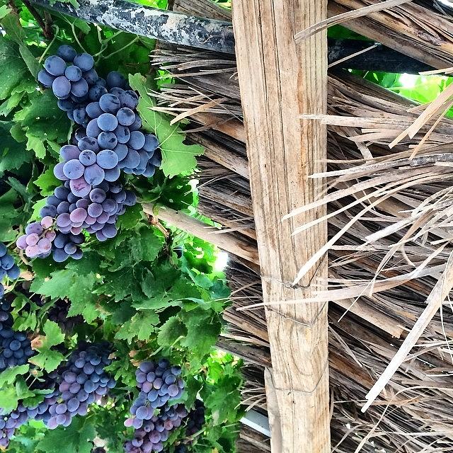 Grape Photograph - Grape Vines #grapes #vines #1 by Nikita Shah