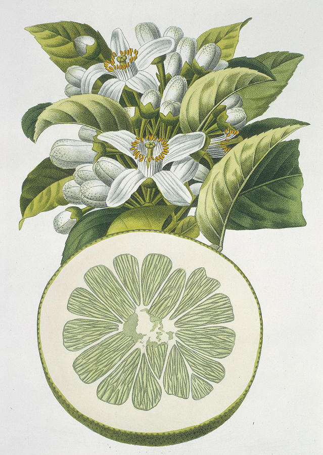 Grapefruit #1 Photograph by Science Photo Library Grapefruit #1 Photograph by Science Photo Library