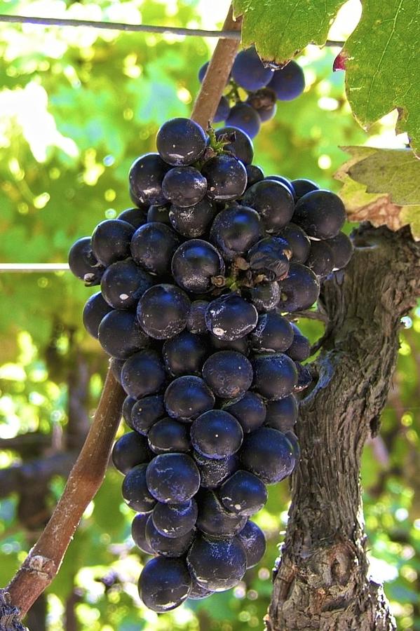 Grape Photograph - Grapes #1 by Cheryl Gayser