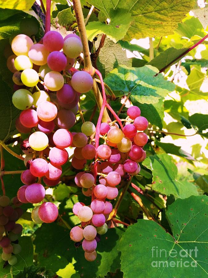 Grapes #2 Photograph by Rose Wang