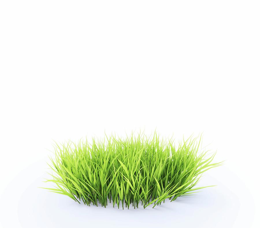 Grass #1 Photograph by Andrzej Wojcicki/science Photo Library
