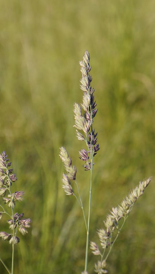 Summer Photograph - Grass #1 by Dawn Hagar