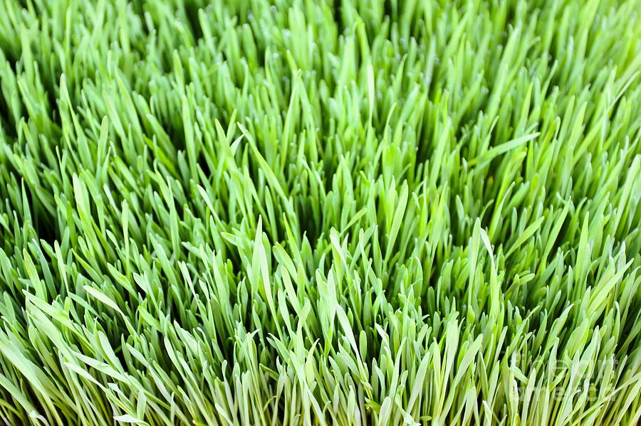 Grass #1 Photograph by Henrik Lehnerer