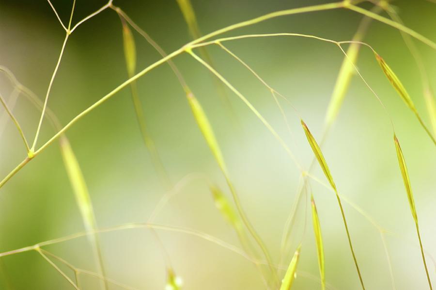 Grass #1 Photograph by Maria Mosolova/science Photo Library