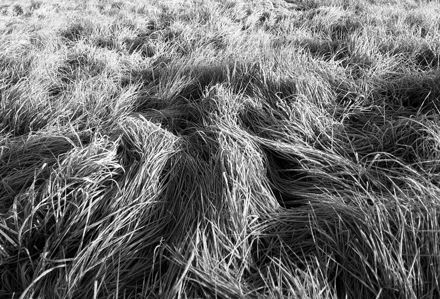 Grass In Black And White Photograph