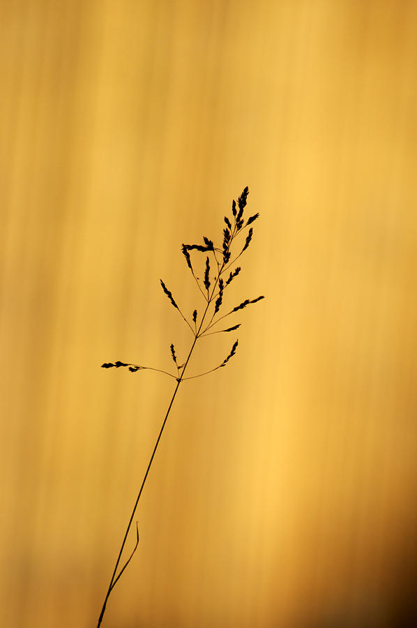 Grass Silhouette #1 Photograph by Chris Day