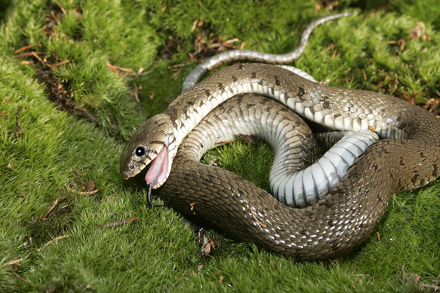 Grass snake juvenile playing dead, Alvao, Portugal - Stock Image -  C041/6117 - Science Photo Library