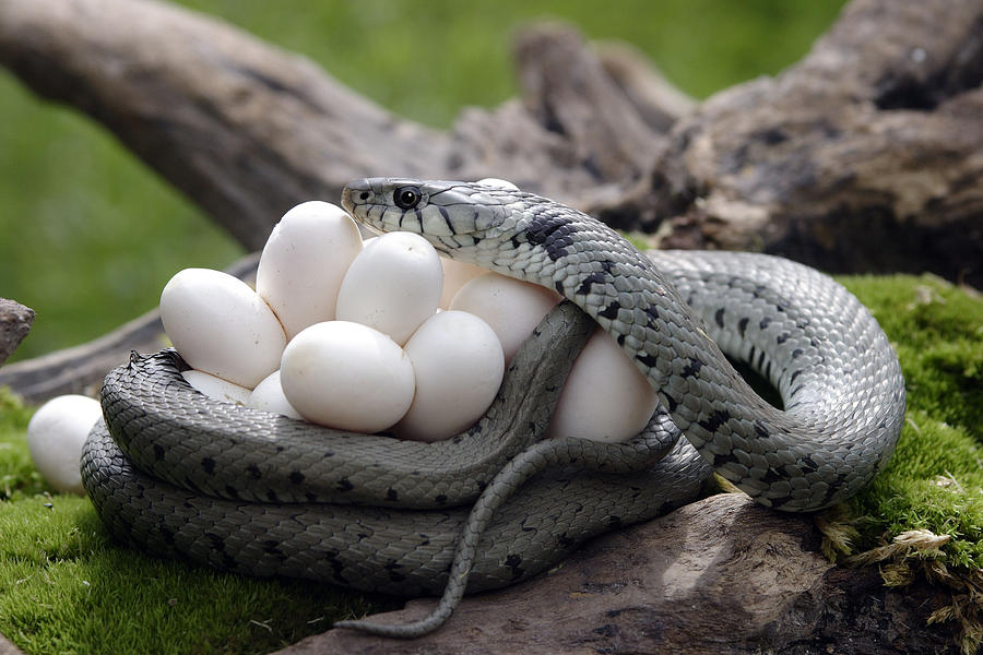 Grass Snake With Eggs #1 Photograph by M. Watson