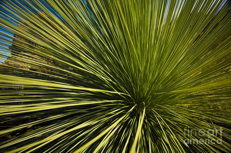 Nature Photograph - Grass Tree #1 by THP Creative