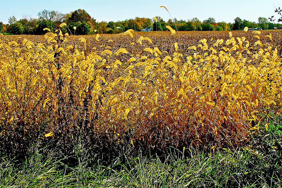 Grasses on an Indiana Farm  Photograph by Ruth Hager