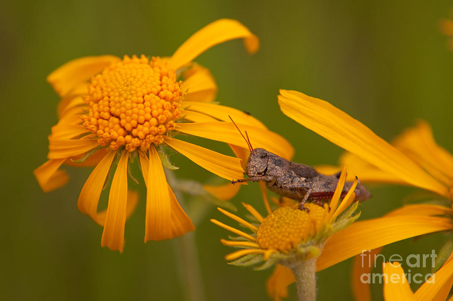 Grasshopper eating Orange Sneezeweed at East Dallas Creek #1 Photograph by Fred Stearns
