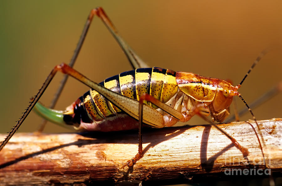 Grasshopper #2 Photograph by George Atsametakis