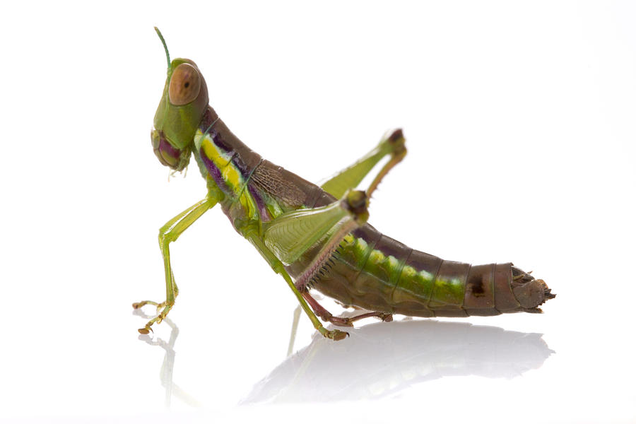 Grasshopper Gorongosa Mozambique #1 Photograph by Piotr Naskrecki