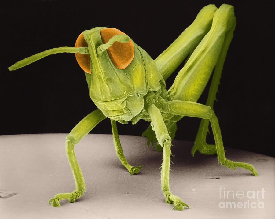 Grasshopper Nymph #3 Photograph by David M Phillips