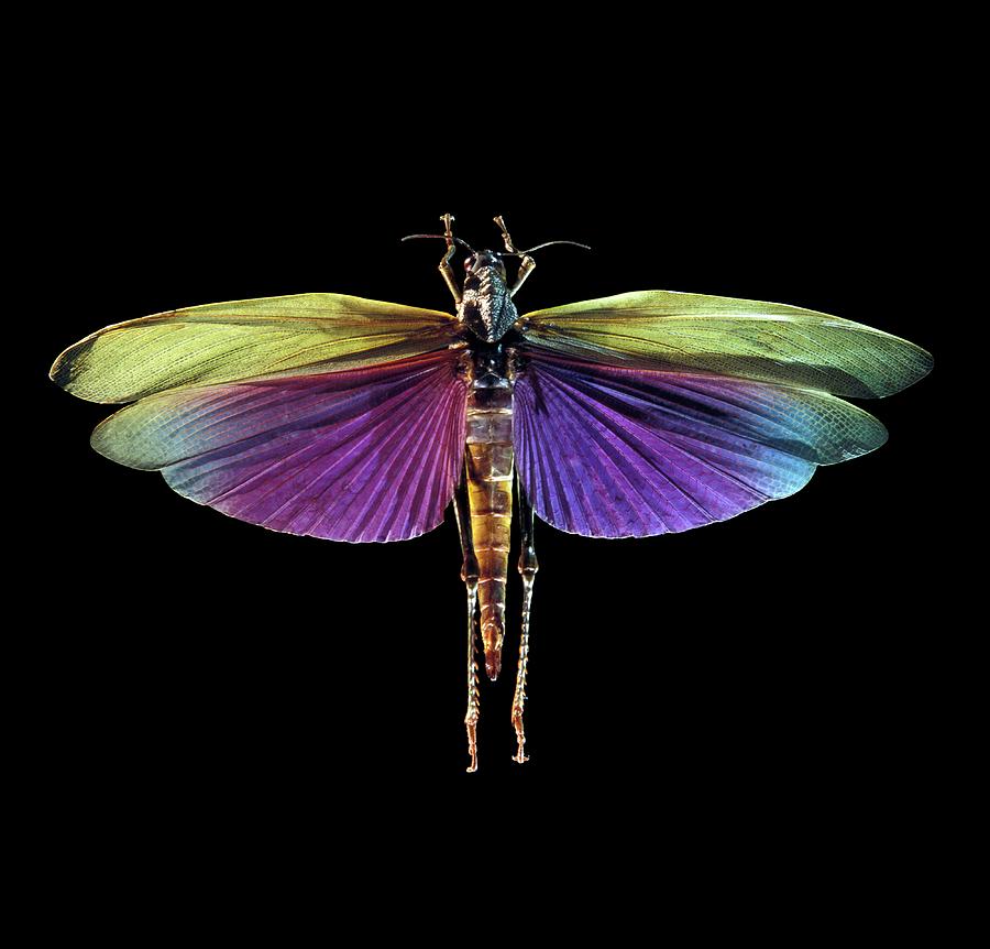 Grasshopper Photograph - Grasshopper #1 by Patrick Landmann/science Photo Library